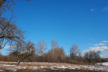 winter landscape with trees and blue sky