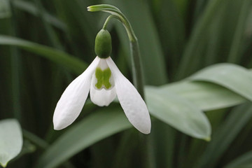 Snowdrop flower with cross