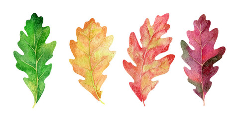 A watercolor illustration a set of colorful oak leaves on a white background