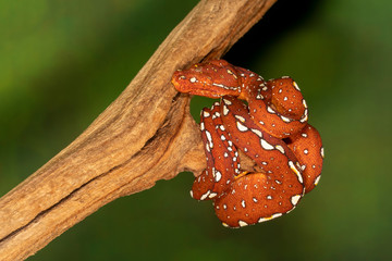 Baby Biak Green Tree Python