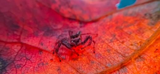 jumping spider on a red leaf