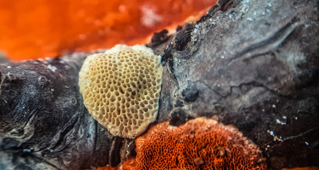 fungus 