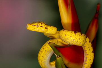 Baby Biak Green Tree Python