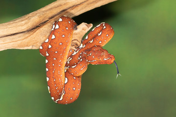 Baby Biak Green Tree Python