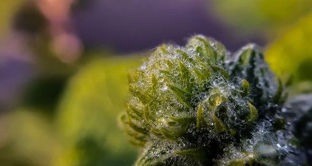 dew drop on the blooming flowers