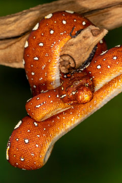 Baby Biak Green Tree Python