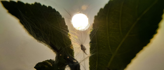 hanging on over the sun