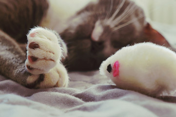 gray cat with white paws plays with a white mouse on a gray bedspread