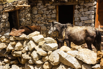 A horse in its stone house stable in the HImalayan village of Nako in Kinnaur in Himachal Pradesh, India.