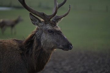 Close up of red deer, elk, cervus elaphus with antler     