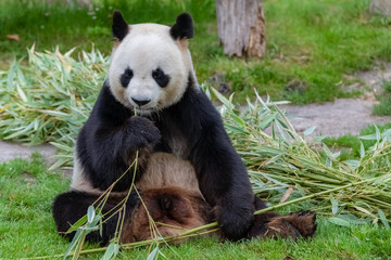 Fototapeta premium Young giant panda eating bamboo in the grass, portrait