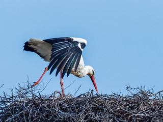 white stork in its nest Bolgheri Tuscany Italy