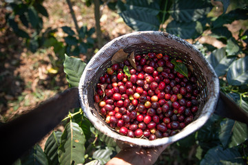 Worker Harvest arabica coffee berries on its branch,Agriculture economy industry business, health food and lifestyle, at the north of Thailand.