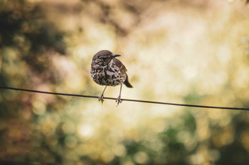 bird on branch