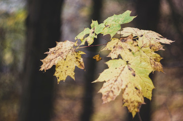 maple leaves in autumn