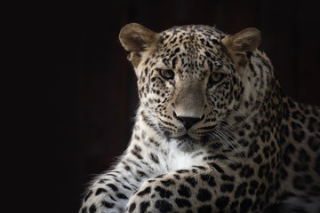 Male leopard resting under the sunlight in the dark