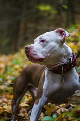 American pitbull terrier