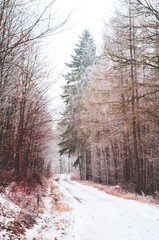 Snow in forest 