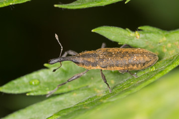 Lixus fasciculatus is a species of weevils belonging to the family Curculionidae.