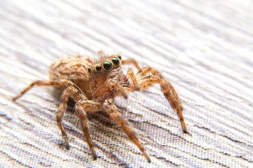 The jumping spiders or Salticidae on wooden teble in the garden. Close up of the yellow spiders on the floor.