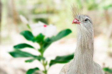 Seriema, Cariama Cristata.  The seriema is a cariamiform bird in the family Cariamidae.