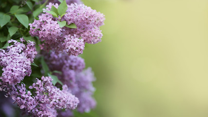 Obraz premium beautiful liliac flowers background. Violet tone. Floral spring composition. Selective focus. Copy space for text