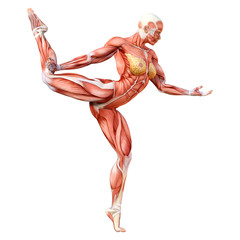 3D Rendering Female Anatomy Figure on White