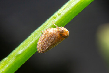 Close up of the Brown planthopper on green leaf in the garden. the  Nilaparvata lugens (Stal) on green brunch.