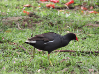 Wild black duck with red crest walking on a lawn