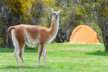 Obraz premium lama with my tend