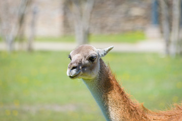 wild llama patagonia park