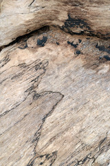 Wood texture