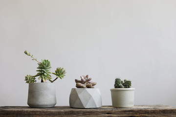 Cactus plants in white minimal decoration on wooden table with white wall background 
