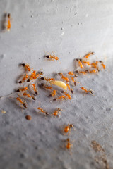 Close up of the  small worker ants are moving food into the nest.The red ant was walking on the wall and trying to bring food back to the burrow.