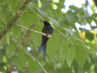 Black hummingbird sitting on tree branch