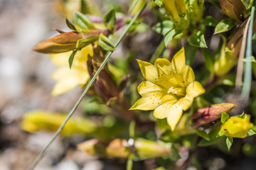 native species of yellow Gentiana flowers