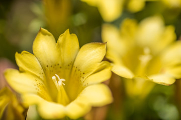 native species of yellow Gentiana flowers