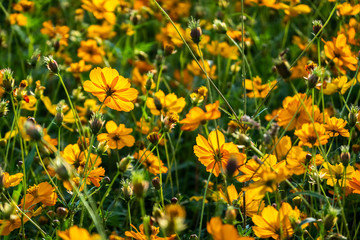 Fototapeta premium colorful cosmos flowers farm