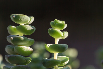 String of buttons close up