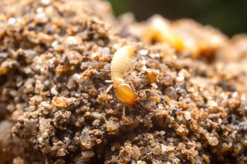 Close up of the small termite on decaying timber. The termite on the ground is searching for food to feed the larvae in the cavity.