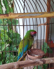 Macaw green and red