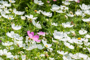 white cosmos flowers farm