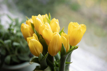 Mood of spring.  Yellow tulips by the window, home decor. Beautiful fresh bouquet.