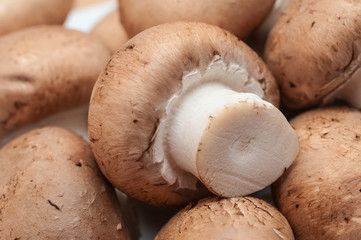 close up of brown mushrooms 