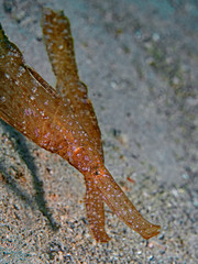 Robust Ghostpipefish, Robuster Geisterpfeifenfisch (Solenostomus cyanopterus)