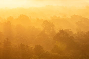 sunset in the forest