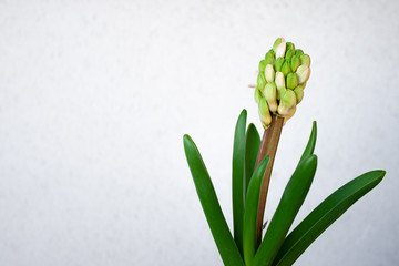 Fototapeta na wymiar Hyacinth plant with flowers without hatching and long green leaves on a white background of a wall without cracking