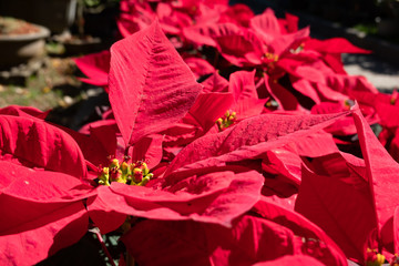 poinsettia flowers with red leaves