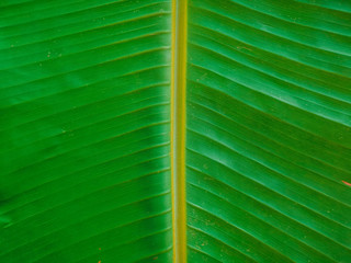 fresh banana leaf texture, nature dark green background