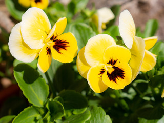 Obraz premium Two beautiful yellow and magenta pansy flowers surrounded by green leaves